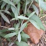 Anaphalis triplinervis Leaf