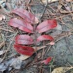 Rhus copallinum 葉