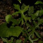 Dorstenia contrajerva Hàbitat