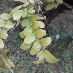 Gleditsia triacanthosBlad