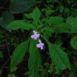 Impatiens hochstetteri Habit