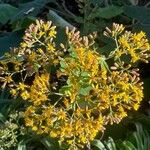 Roldana petasitis Flor