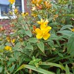 Hypericum patulum Fleur