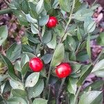 Ruscus aculeatus Fruit