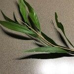 Salix nigra List