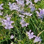 Campanula rapunculusFiore