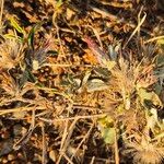 Dicoma tomentosa Fruit