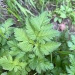 Chaerophyllum aureum Blad