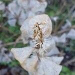 Moluccella laevis Квітка