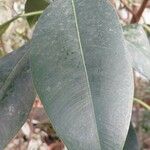 Ficus obliqua Leaf