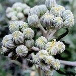 Jacobaea maritima Fruto