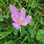 Colchicum autumnaleFloare