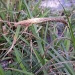 Carex pendulaഇല