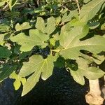 Ficus carica Φύλλο