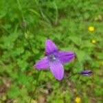 Campanula patulaVirág