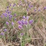 Pulsatilla montana Habitus