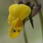 Viola scorpiuroides