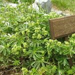 Alchemilla alpigena Blüte