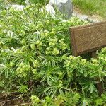 Alchemilla plicatula Blomst