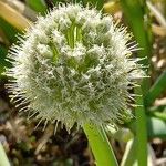 Allium cepa Žiedas