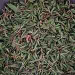 Polygonum cognatum Hoja