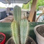 Pilosocereus pachycladus ഇല