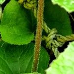 Petasites pyrenaicus Rinde