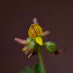 Crotalaria medicaginea പുഷ്പം