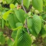 Ulmus glabra Φύλλο