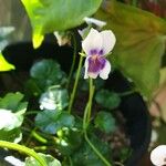 Viola hederacea Цветок
