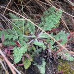 Chaerophyllum andicola Ліст