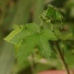 Hibiscus vitifolius Leaf