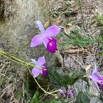 Arundina graminifoliaFlower