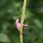 Stachytarpheta mutabilis फूल