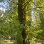 Metasequoia glyptostroboides অভ্যাস