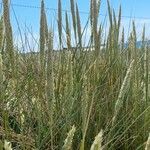 Ammophila arenaria Habitat