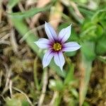 Sisyrinchium rosulatum Fiore