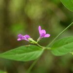 Justicia pubigera Habit