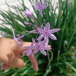 Tulbaghia violaceaLorea