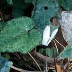 Cyclamen balearicum Leaf