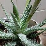 Aloe humilis Hoja