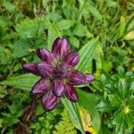 Gentiana pannonica Blüte