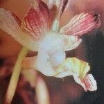 Eulophia clitellifera Λουλούδι