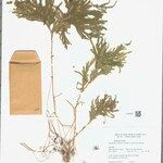 Selaginella parkeri Hoja
