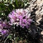 Monardella odoratissima Floare