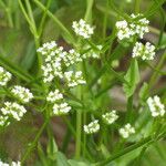 Valeriana woodsiana Květ