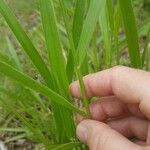 Urochloa eminii 葉