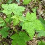 Rubus parviflorus 叶