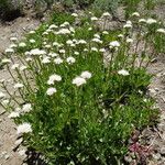 Valeriana californica ᱛᱟᱦᱮᱸ