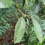 Ficus tonduzii